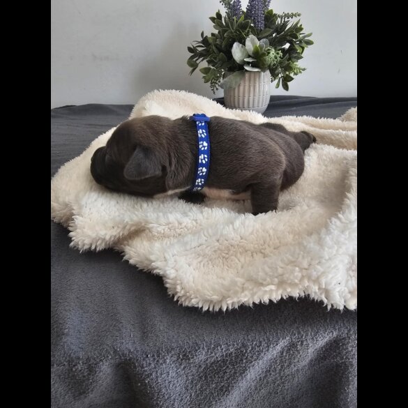 Staffordshire Bull Terrier - Both