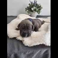 Staffordshire Bull Terrier - Both