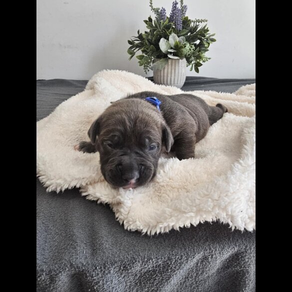 Staffordshire Bull Terrier - Both