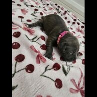 Staffordshire Bull Terrier - Both