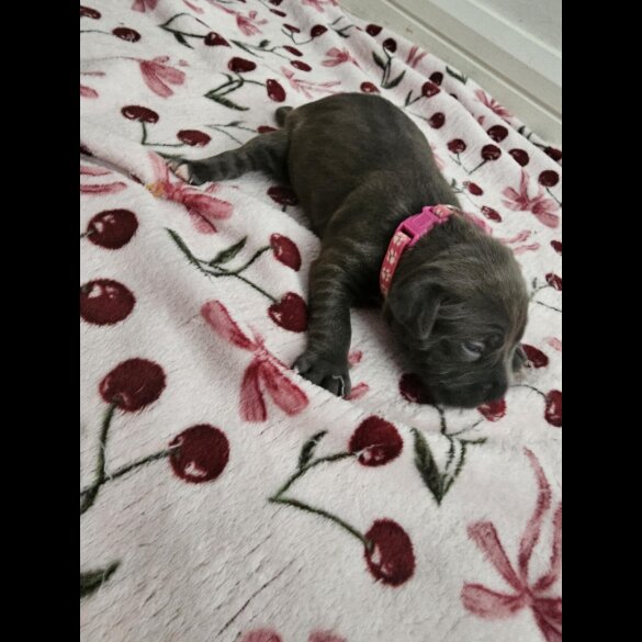 Staffordshire Bull Terrier - Both