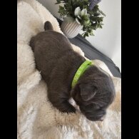 Staffordshire Bull Terrier - Both