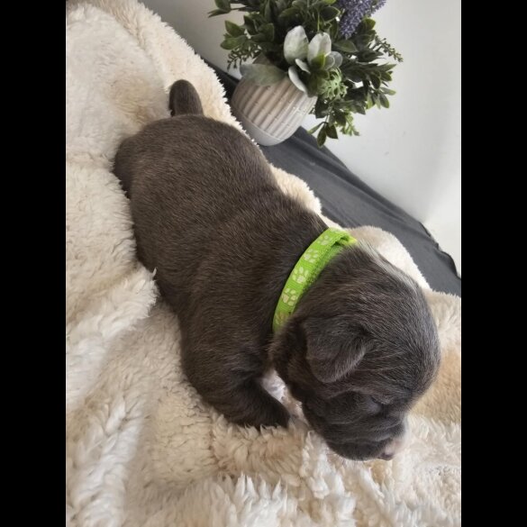 Staffordshire Bull Terrier - Both