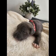 Staffordshire Bull Terrier - Both