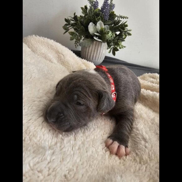 Staffordshire Bull Terrier - Both
