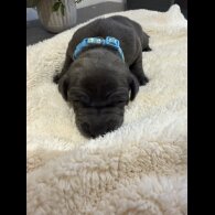 Staffordshire Bull Terrier - Both