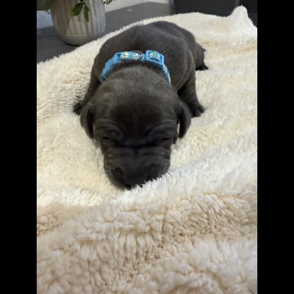 Staffordshire Bull Terrier - Both