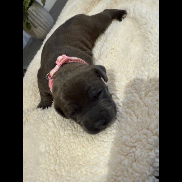 Staffordshire Bull Terrier - Both
