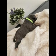 Staffordshire Bull Terrier - Both