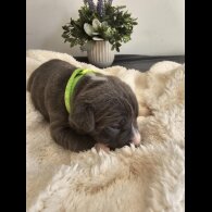 Staffordshire Bull Terrier - Both