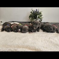 Staffordshire Bull Terrier - Both