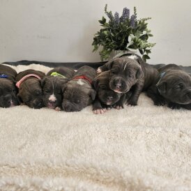 Staffordshire Bull Terrier - Both