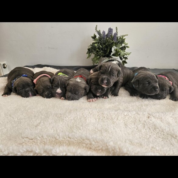 Staffordshire Bull Terrier - Both