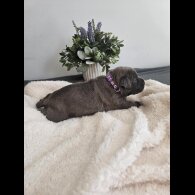 Staffordshire Bull Terrier - Both