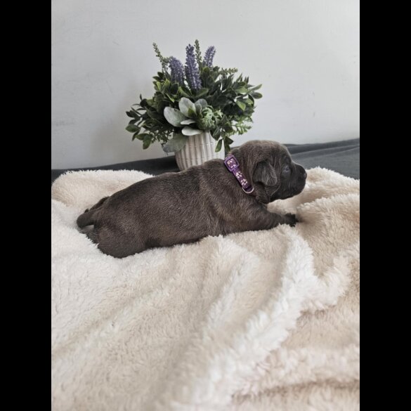 Staffordshire Bull Terrier - Both