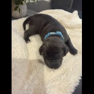 Staffordshire Bull Terrier - Both