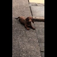 Dachshund (Standard &amp; Miniature) - Bitches