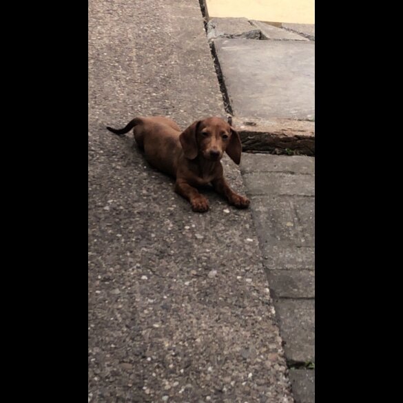 Dachshund (Standard &amp; Miniature) - Bitches