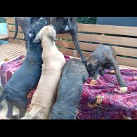 Cane Corso - Both