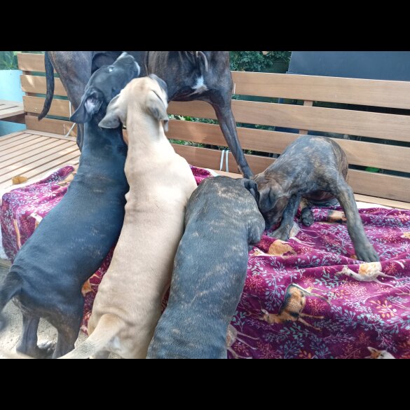 Cane Corso - Both