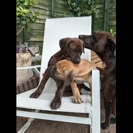 Cane Corso - Both