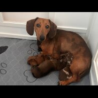 Dachshund (Standard &amp; Miniature) - Bitches