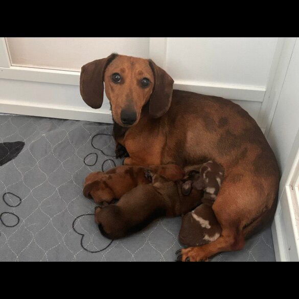 Dachshund (Standard &amp; Miniature) - Bitches