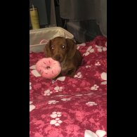 Dachshund (Standard &amp; Miniature) - Bitches