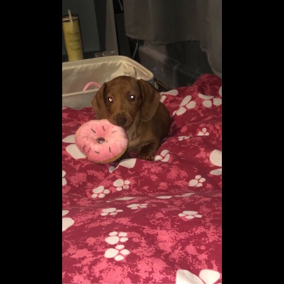 Dachshund (Standard &amp; Miniature) - Bitches