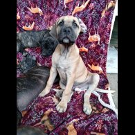 Cane Corso - Both