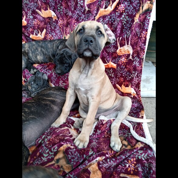 Cane Corso - Both