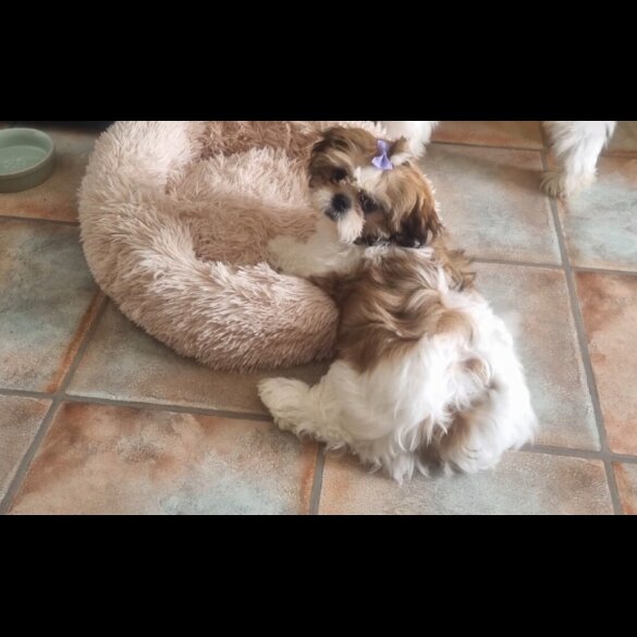 Shih Tzu - Both