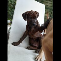 Cane Corso - Both