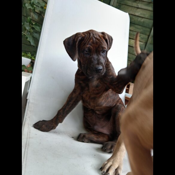 Cane Corso - Both
