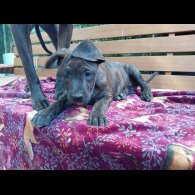Cane Corso - Both