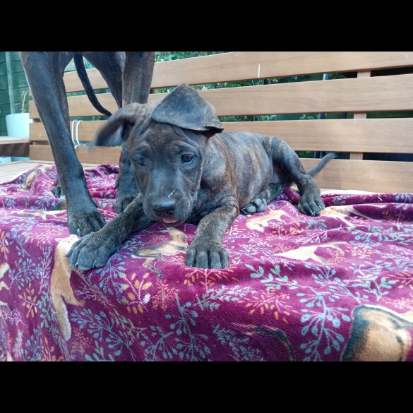 Cane Corso - Both