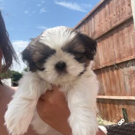 Shih Tzu - Both