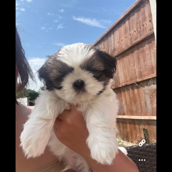 Shih Tzu - Both