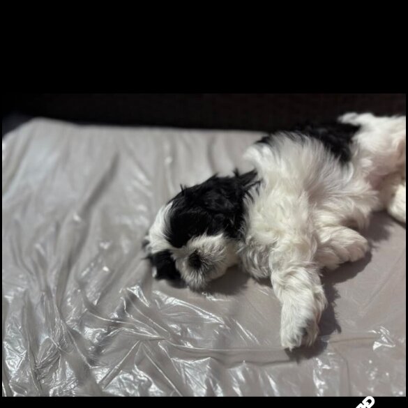 Shih Tzu - Both