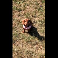 Dachshund (Standard &amp; Miniature) - Bitches