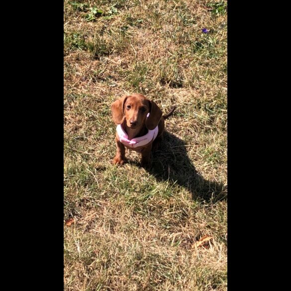 Dachshund (Standard &amp; Miniature) - Bitches