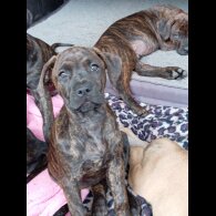 Cane Corso - Both