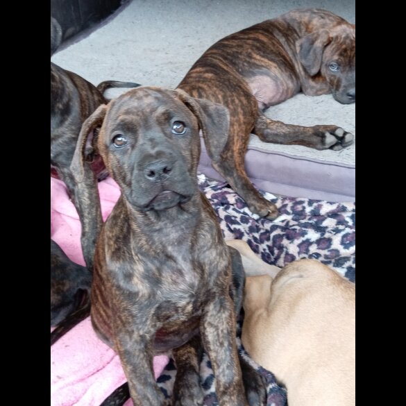 Cane Corso - Both