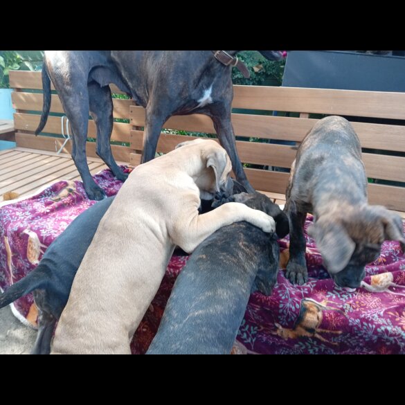 Cane Corso - Both