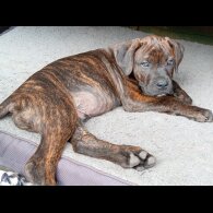 Cane Corso - Both