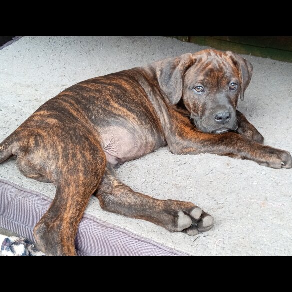 Cane Corso - Both