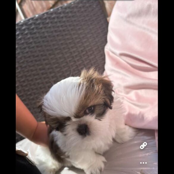 Shih Tzu - Both