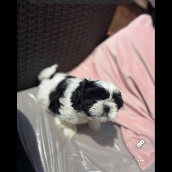 Shih Tzu - Both