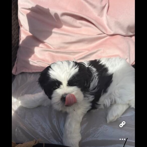 Shih Tzu - Both