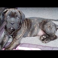 Cane Corso - Both